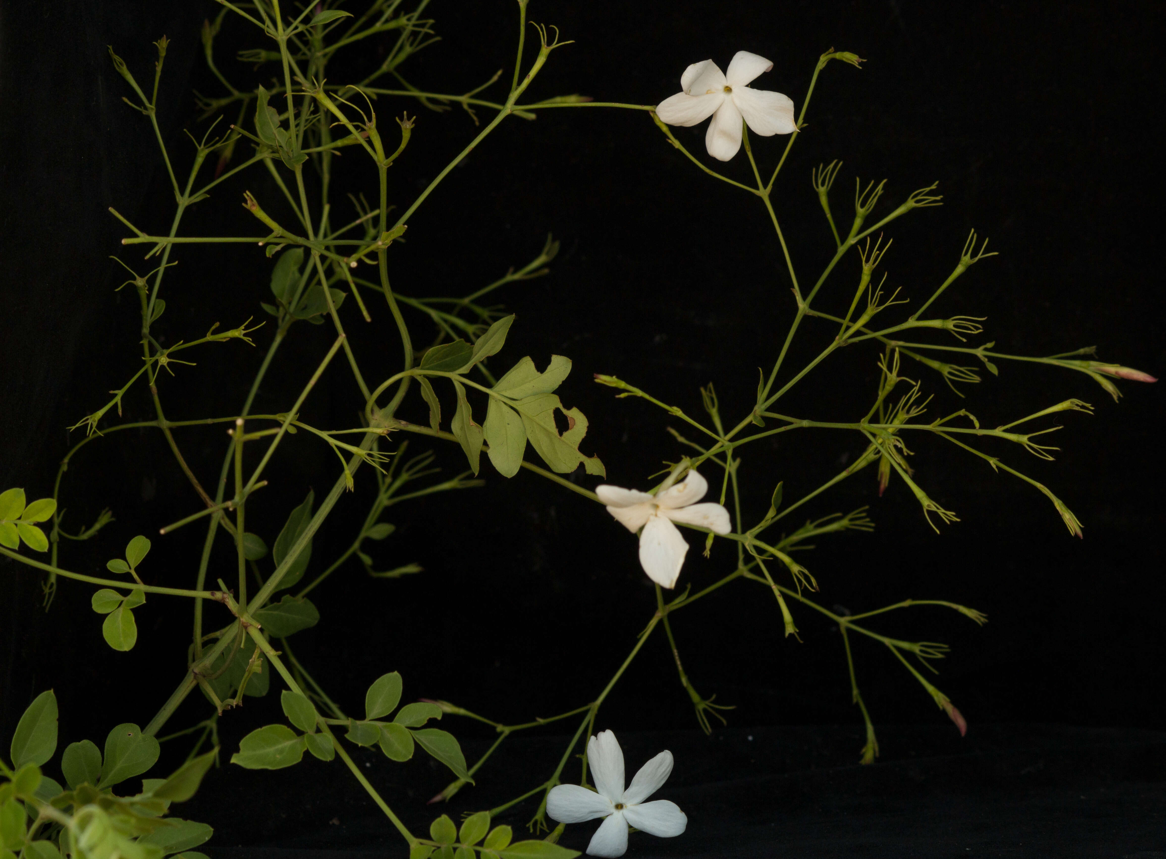 Image of Jasminum grandiflorum L.