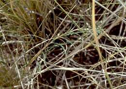 Image of Havard's evening primrose