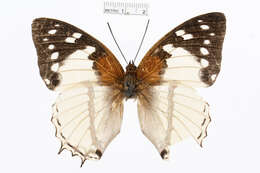 Charaxes hadrianus Ward 1871的圖片