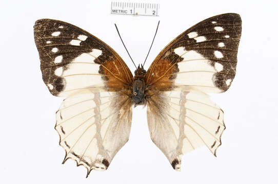 Charaxes hadrianus Ward 1871的圖片