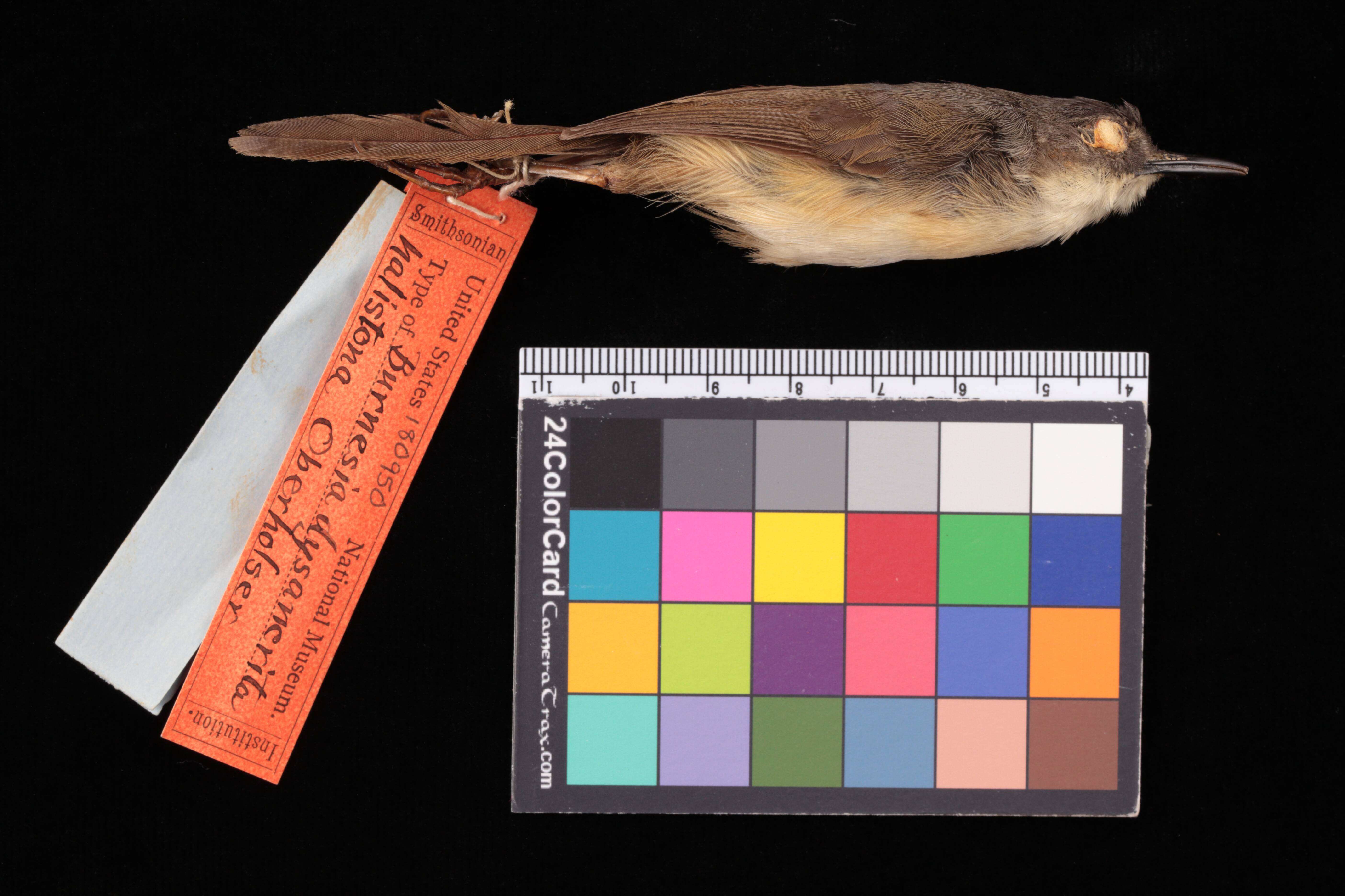 Prinia flaviventris halistona (Oberholser 1912) resmi