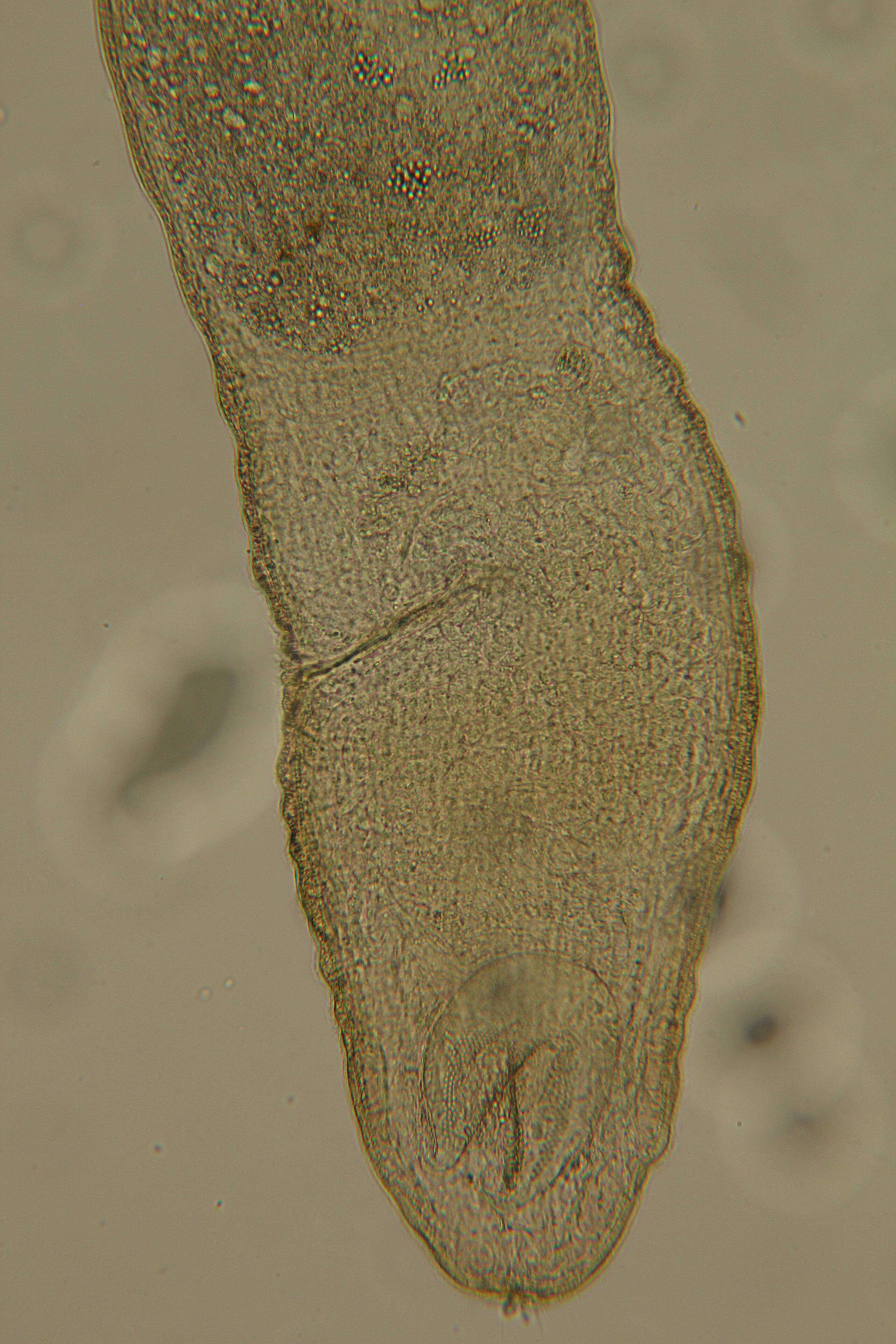 Image of Rhabdocoela