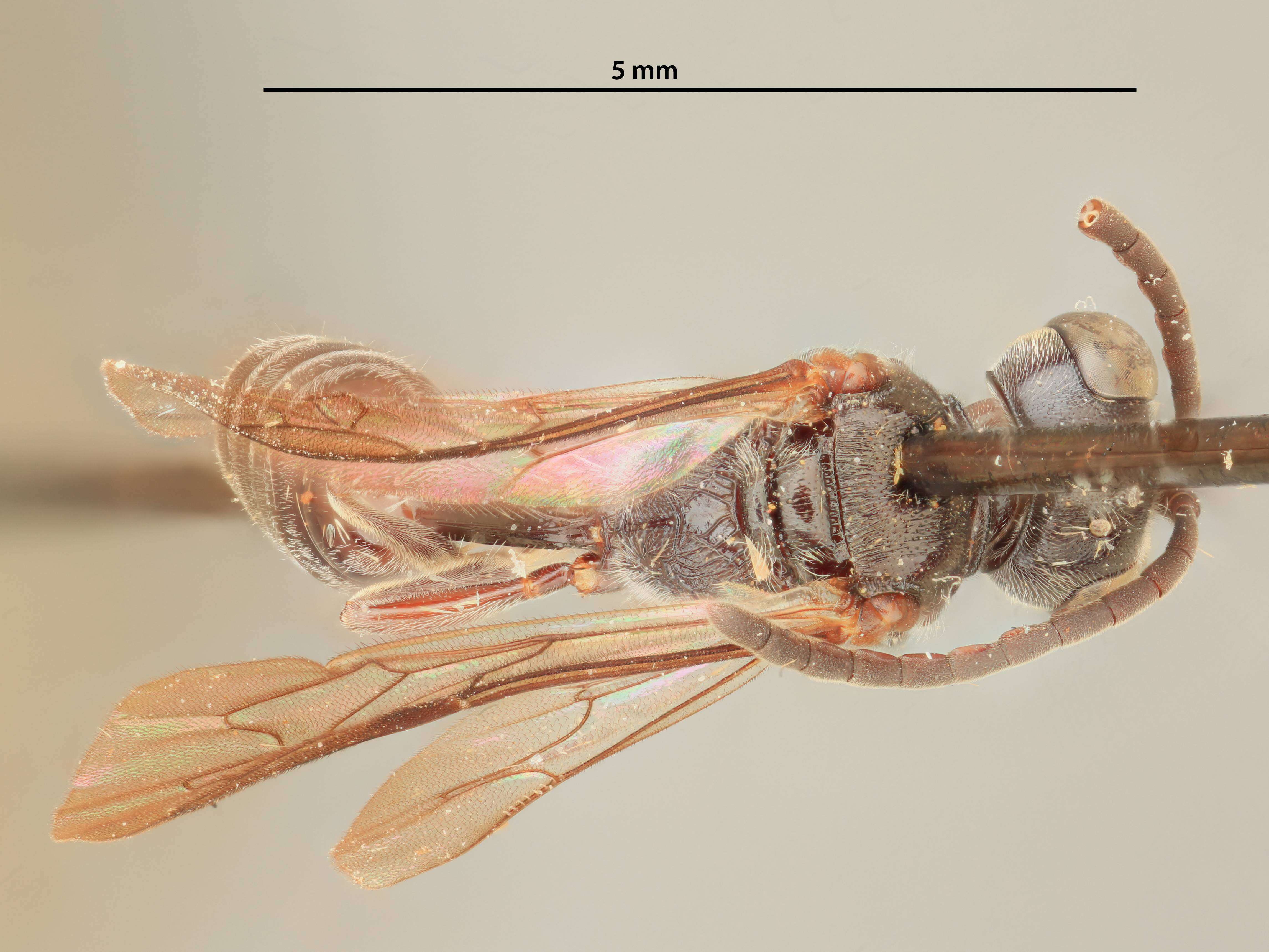 Image of Mimumesa bermudensis (Malloch 1933)