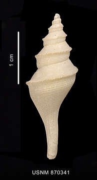 Image of Aforia goniodes (R. B. Watson 1881)