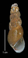 Image of Juga plicifera (I. Lea 1838)