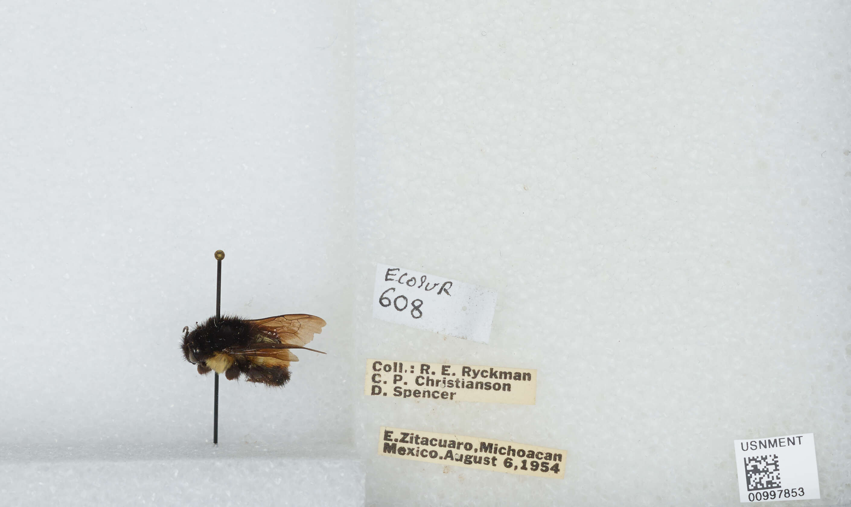 Bombus ephippiatus Say 1837 resmi