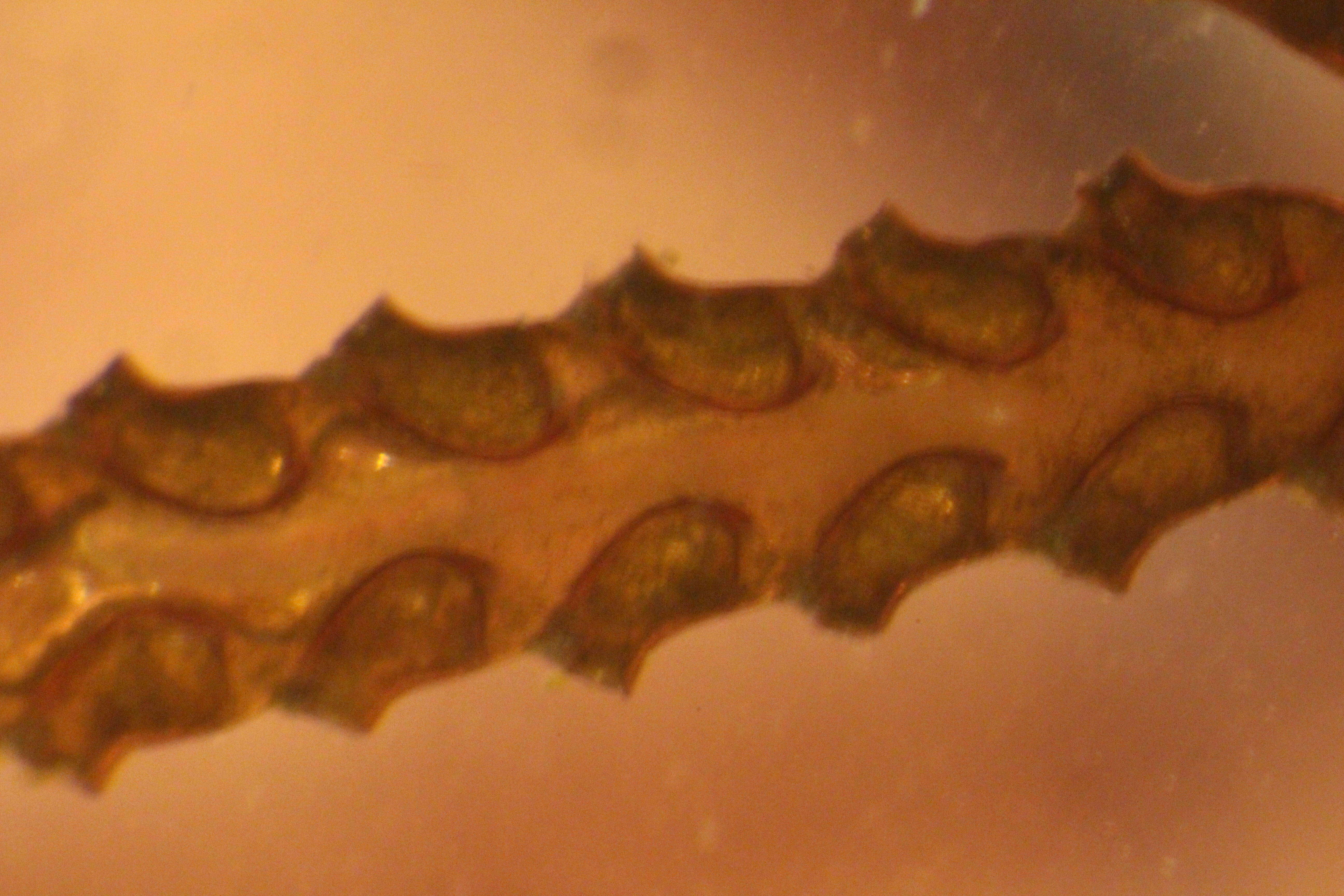 Image de <i>Abietinaria turgida</i>