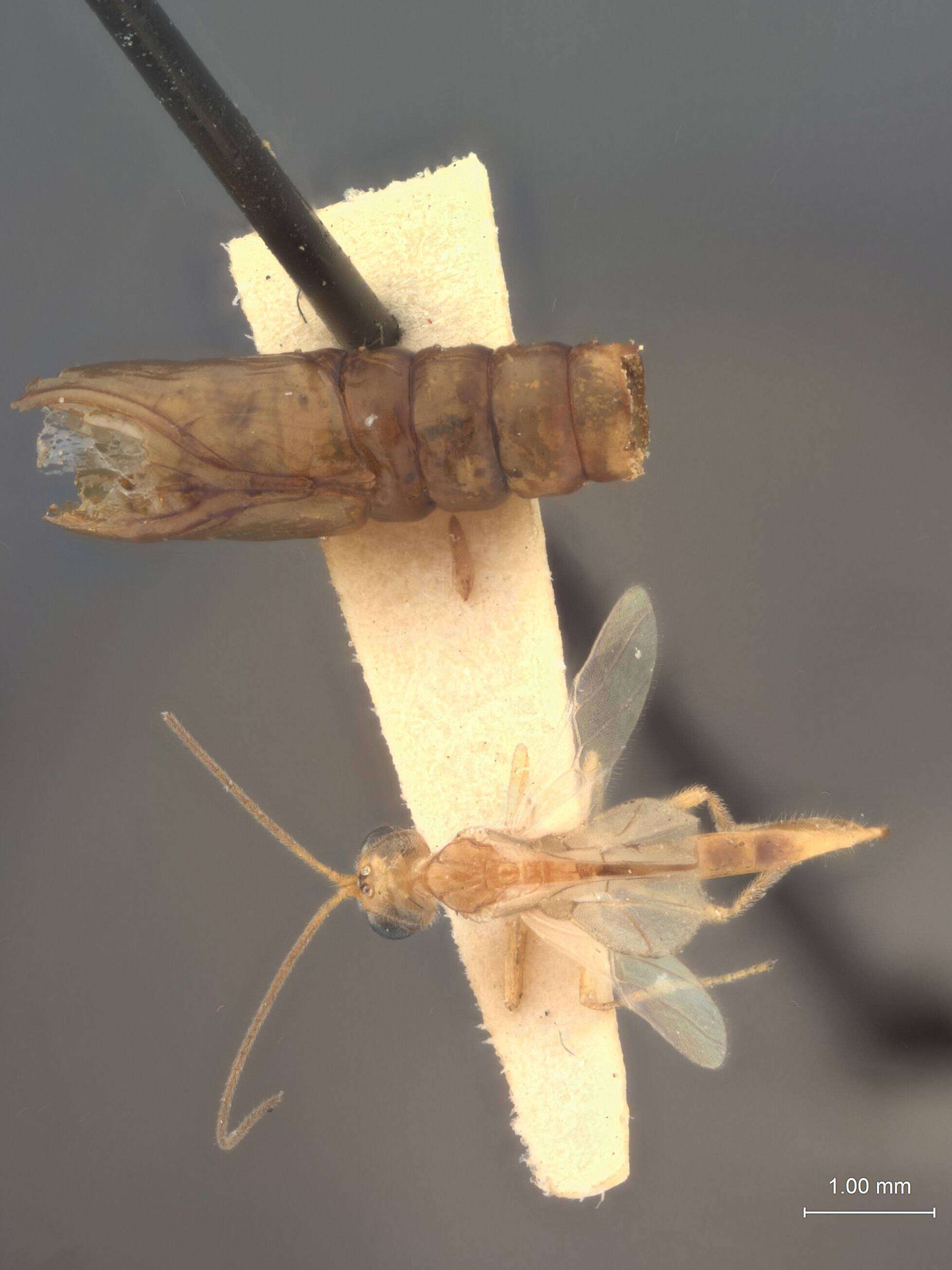 Image of Meteoridea japonensis Shenefelt & Muesebeck 1957