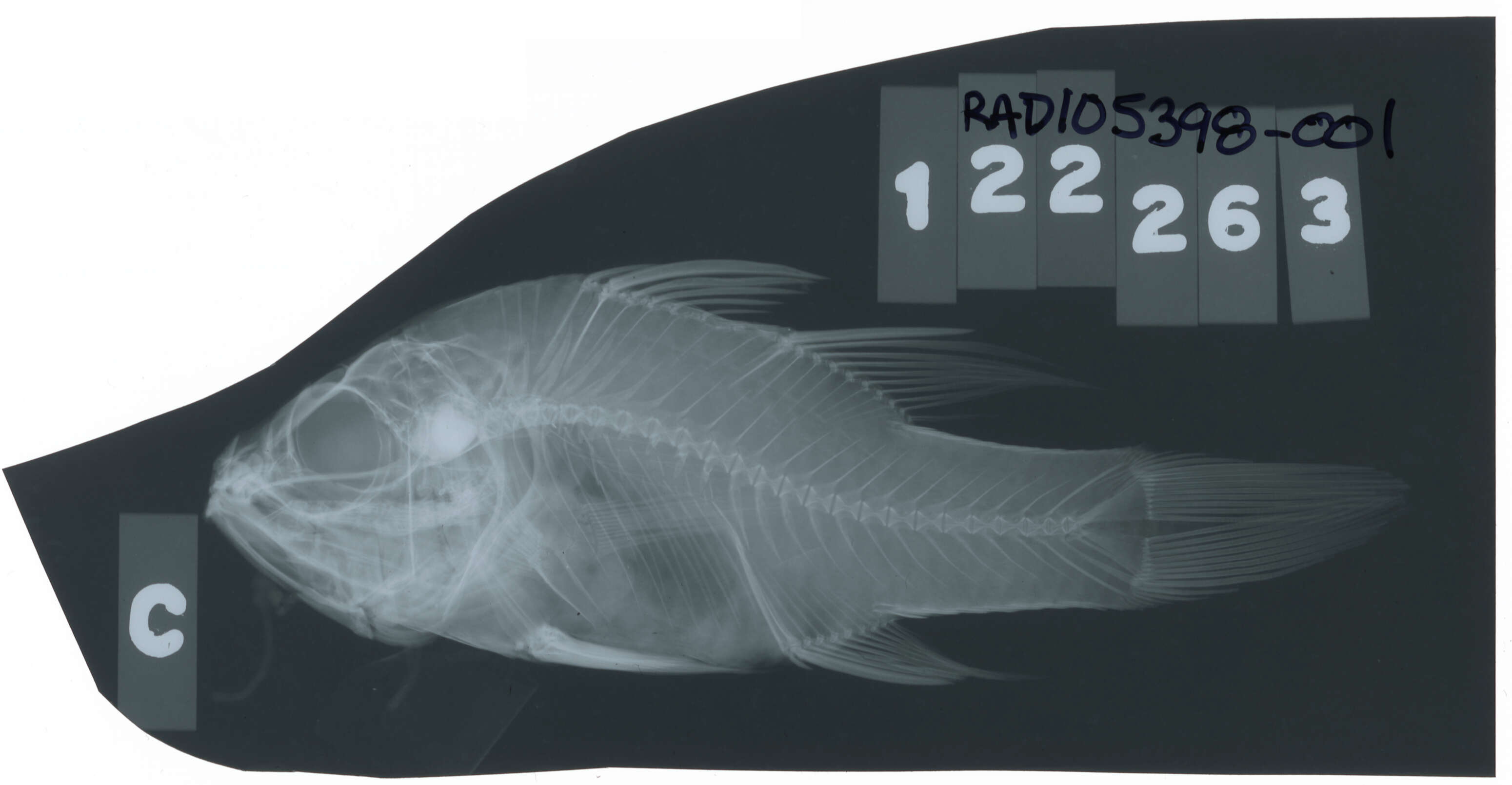 Plancia ëd Pristicon rhodopterus (Bleeker 1852)