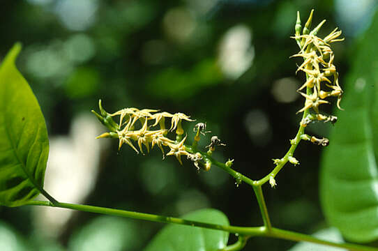 Image of Myriopus maculatus (Jacq.) Feuillet