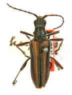 Image of Stenocorus hesperus Casey 1913