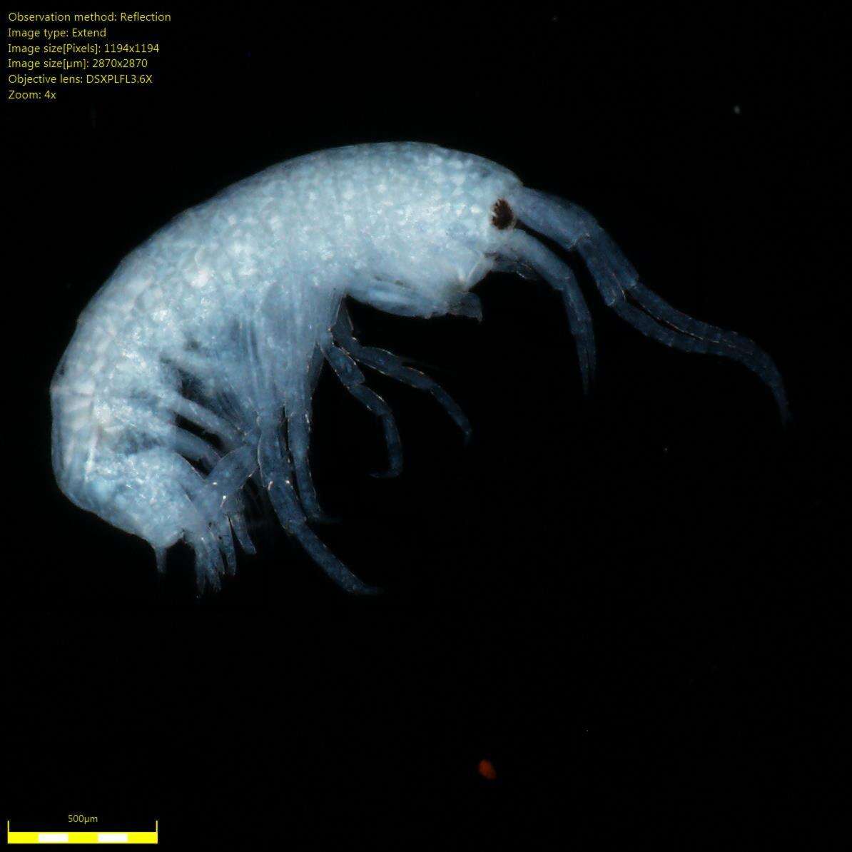 Image of Amphipoda