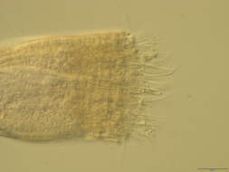 Image of Spinoloricus Heiner & Neuhaus 2007