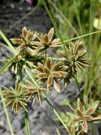 Image of Sticky Flatsedge