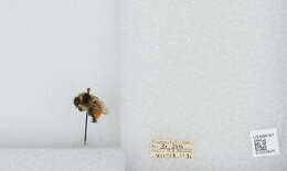 Image de Bombus sylvicola Kirby 1837