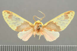 صورة <i>Amaxia juvenis</i>