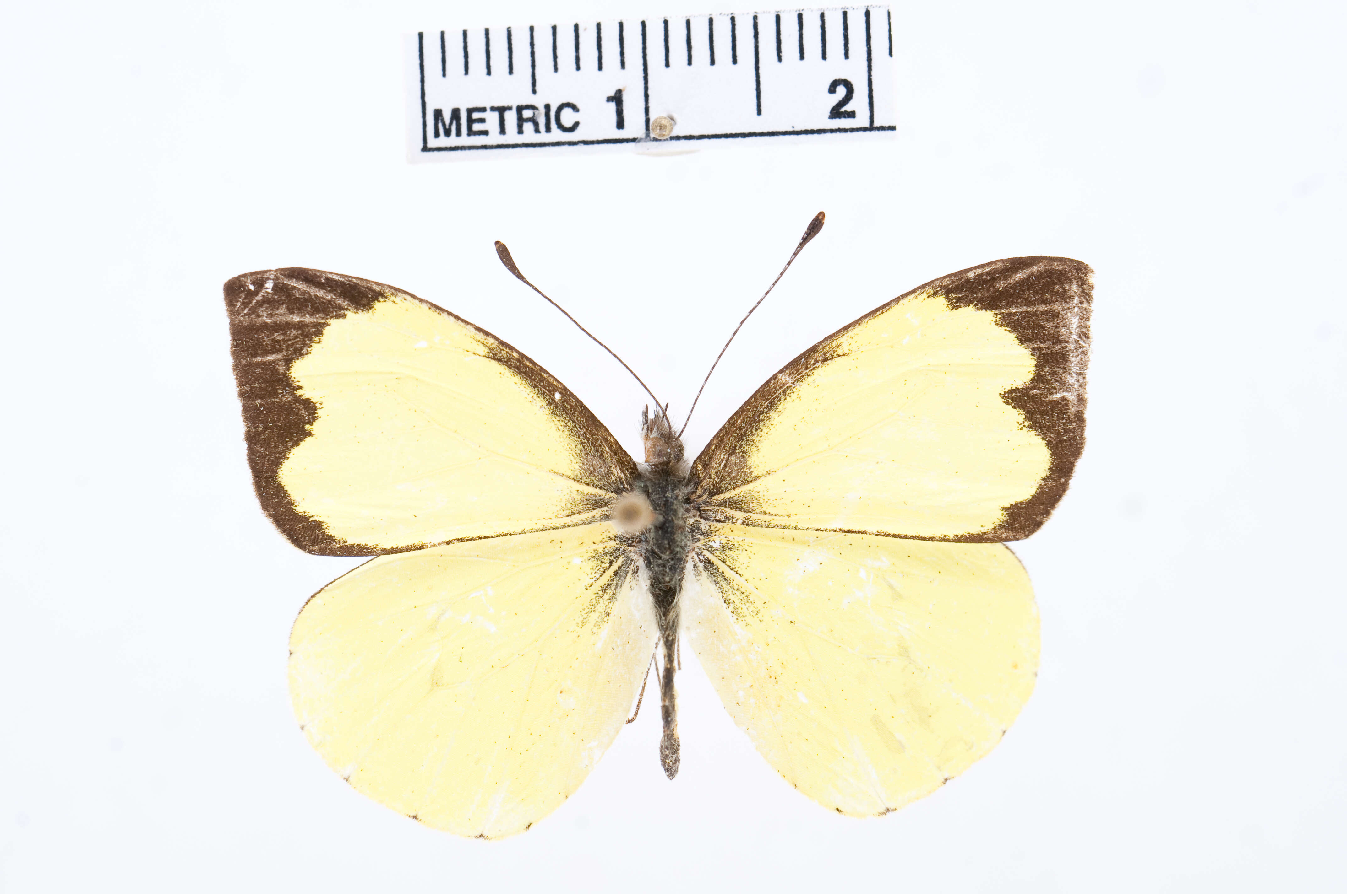 Image of Leptophobia diaguita Jörgensen 1916