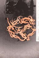 Image of Ophiothrix subgen. Ophiothrix