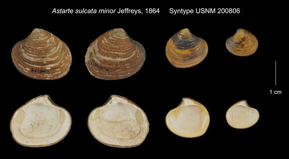 Image of Astarte sulcata var. minor Jeffreys 1864