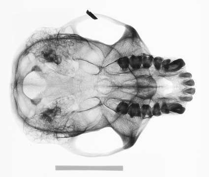 Image of Colobus guereza occidentalis (de Rochebrune 1887)