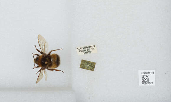 Image of White-tailed bumblebee