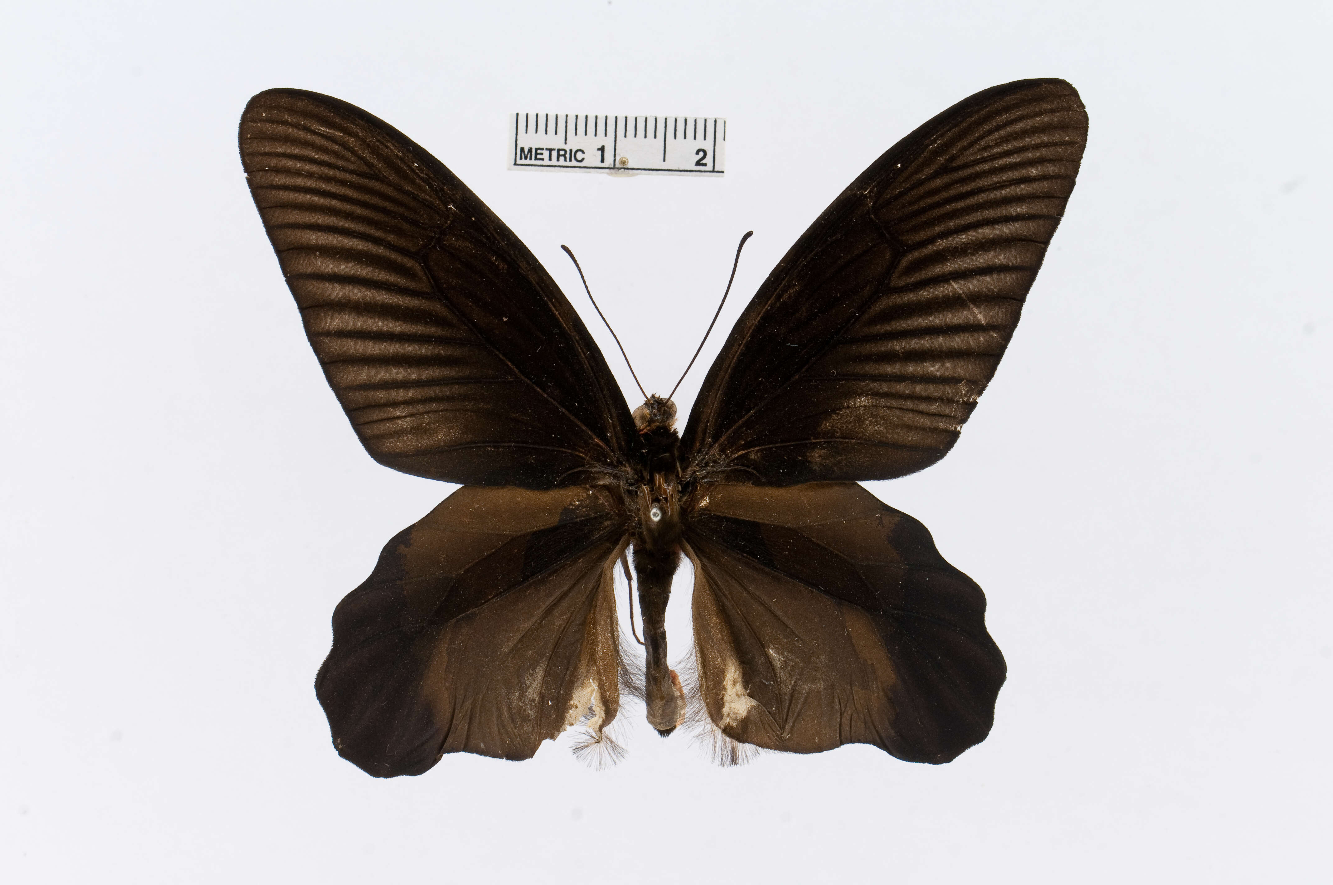 Image of Atrophaneura varuna (White 1842)