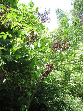 Plancia ëd Sambucus canadensis L.