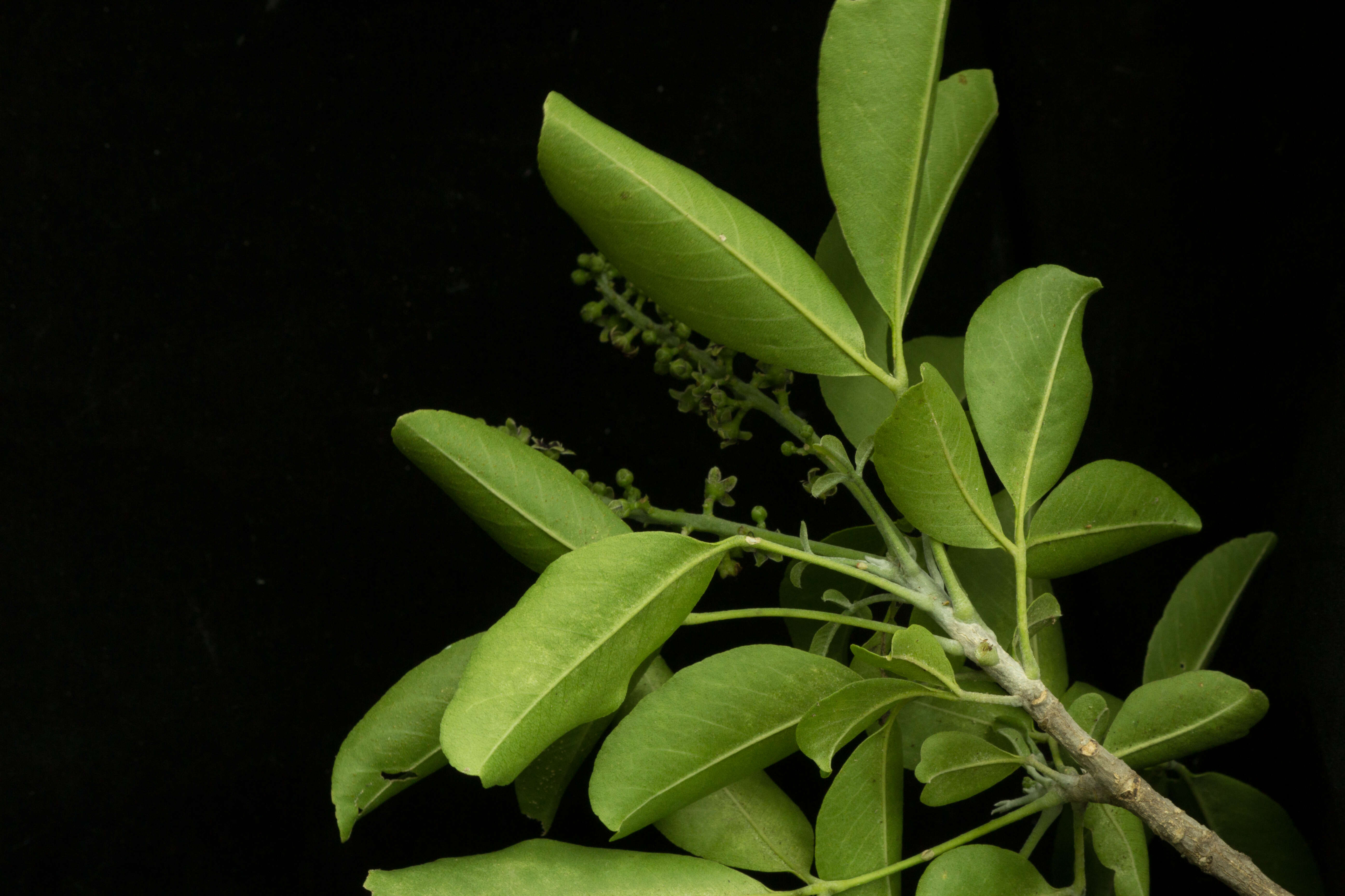 Image of Esenbeckia berlandieri subsp. litoralis (Donnell-Smith) Kaastra