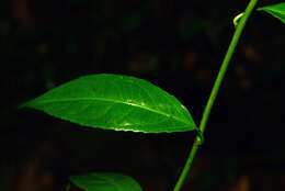 Image of Anchietea pyrifolia A. St.-Hil.