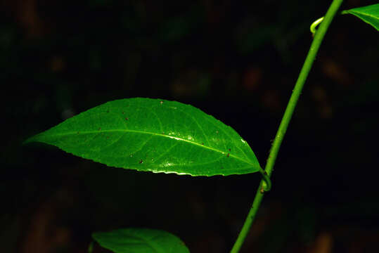 Anchietea pyrifolia A. St.-Hil. resmi