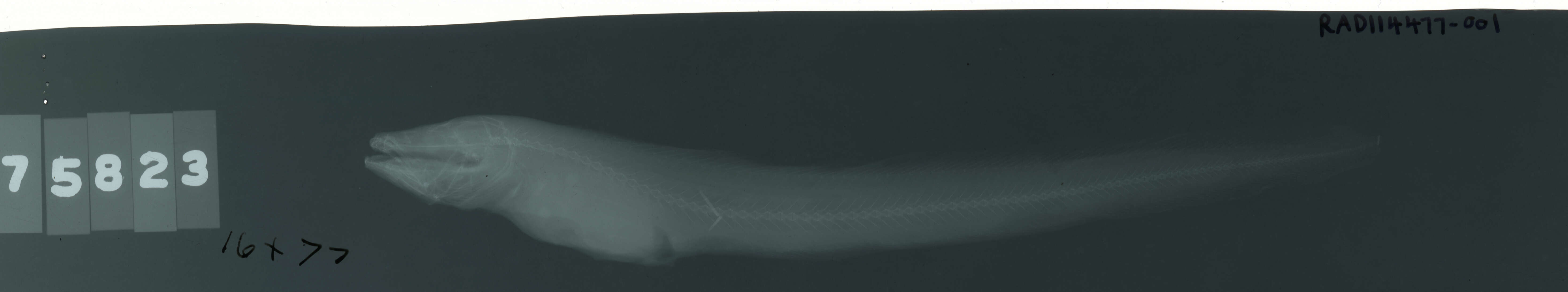 Image of Lycodapus mandibularis Gilbert 1915