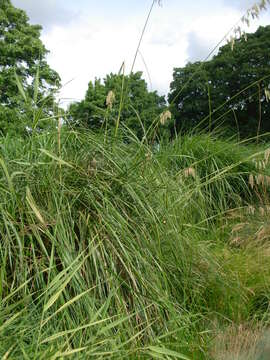 Image of Mauritanian grass