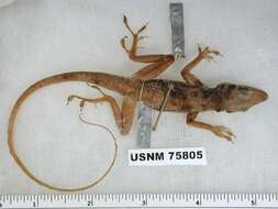 Image of West Cuban Anole