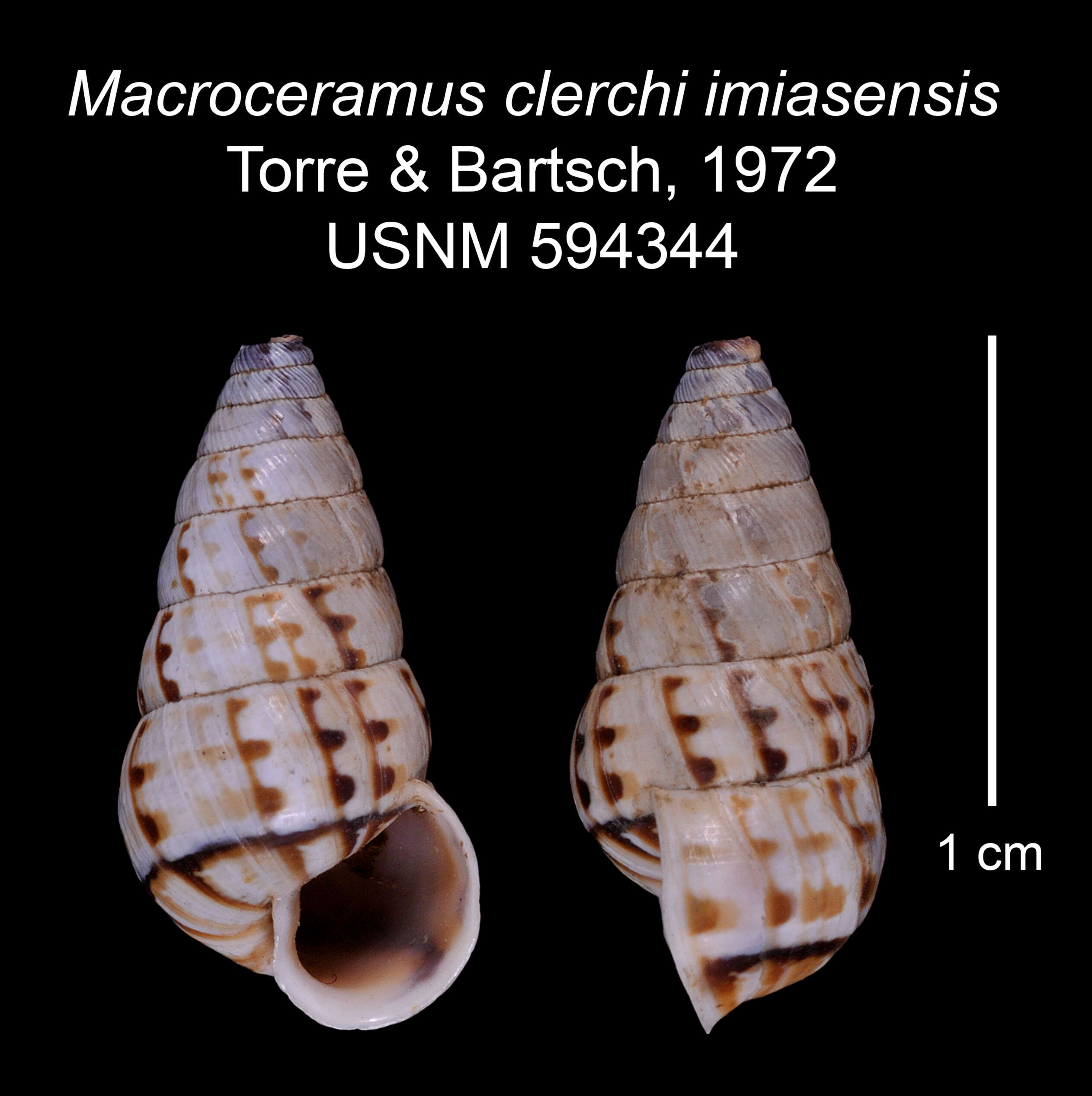 Image of Macroceramus clerchi imiasensis C. Torre & Bartsch 2008