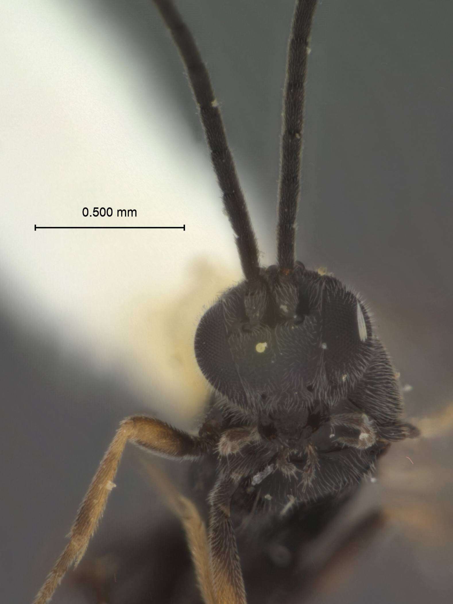 Image of Pholetesor variabilis Whitfield 2006