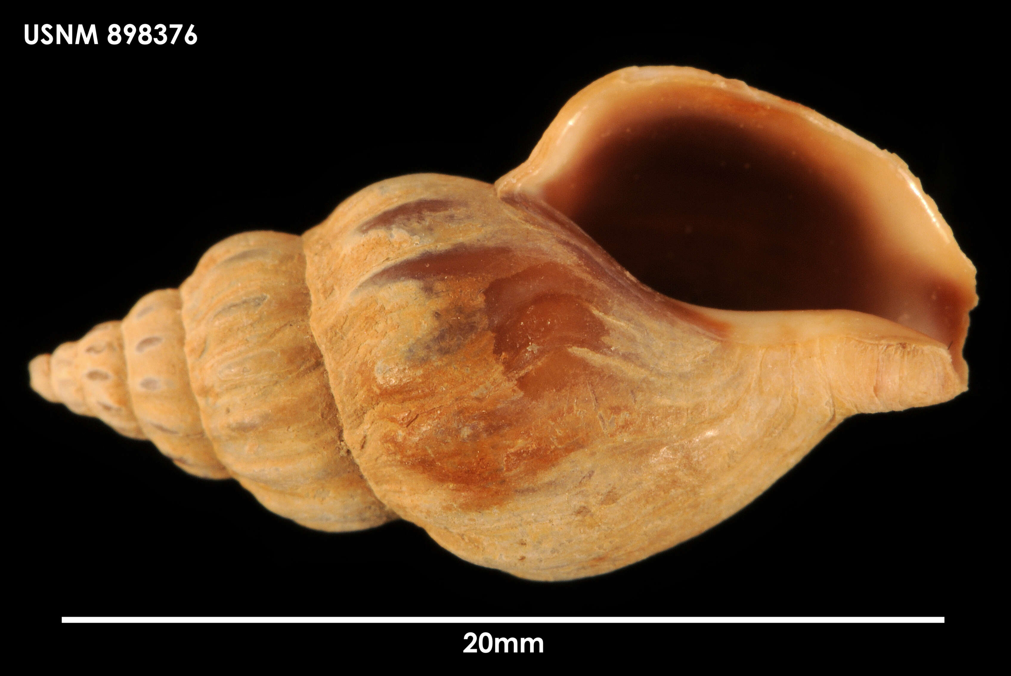 Sivun Pareuthria plumbea (Philippi 1844) kuva