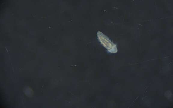 Image of Glyceridae