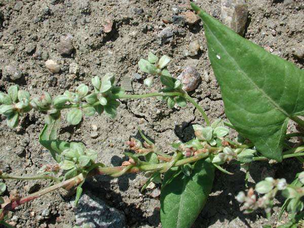 Image of Black Bindweed