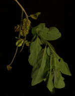 Image of Combretum farinosum Kunth