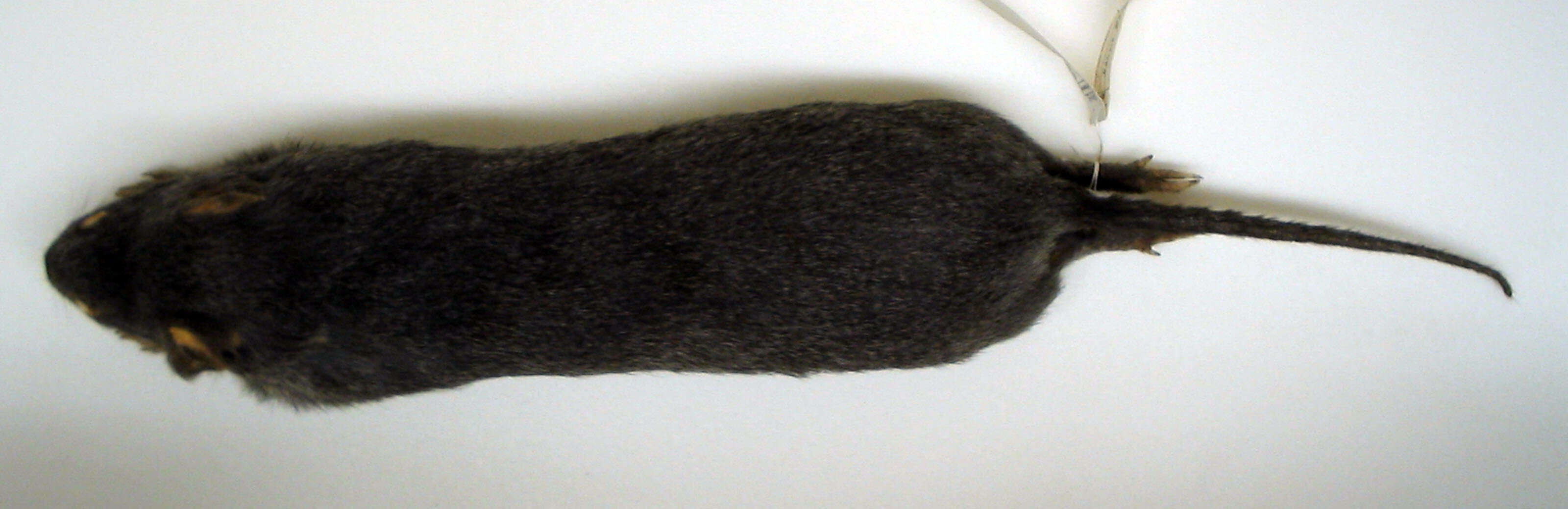 Image of Woolly Giant Rat