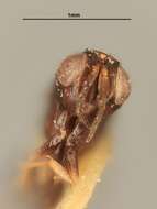 Image of Coccophagus albicoxa Howard 1911