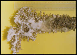 Image of Madrepora arbuscula (Moseley 1880)