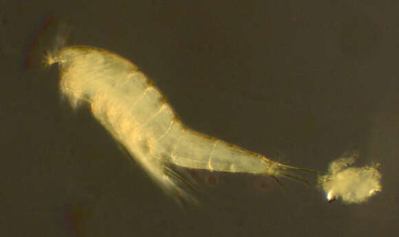 Image of Ectinosoma Boeck 1865