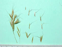 Image of golden oat grass