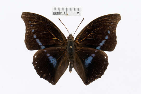 Слика од Charaxes porthos Grose-Smith 1883