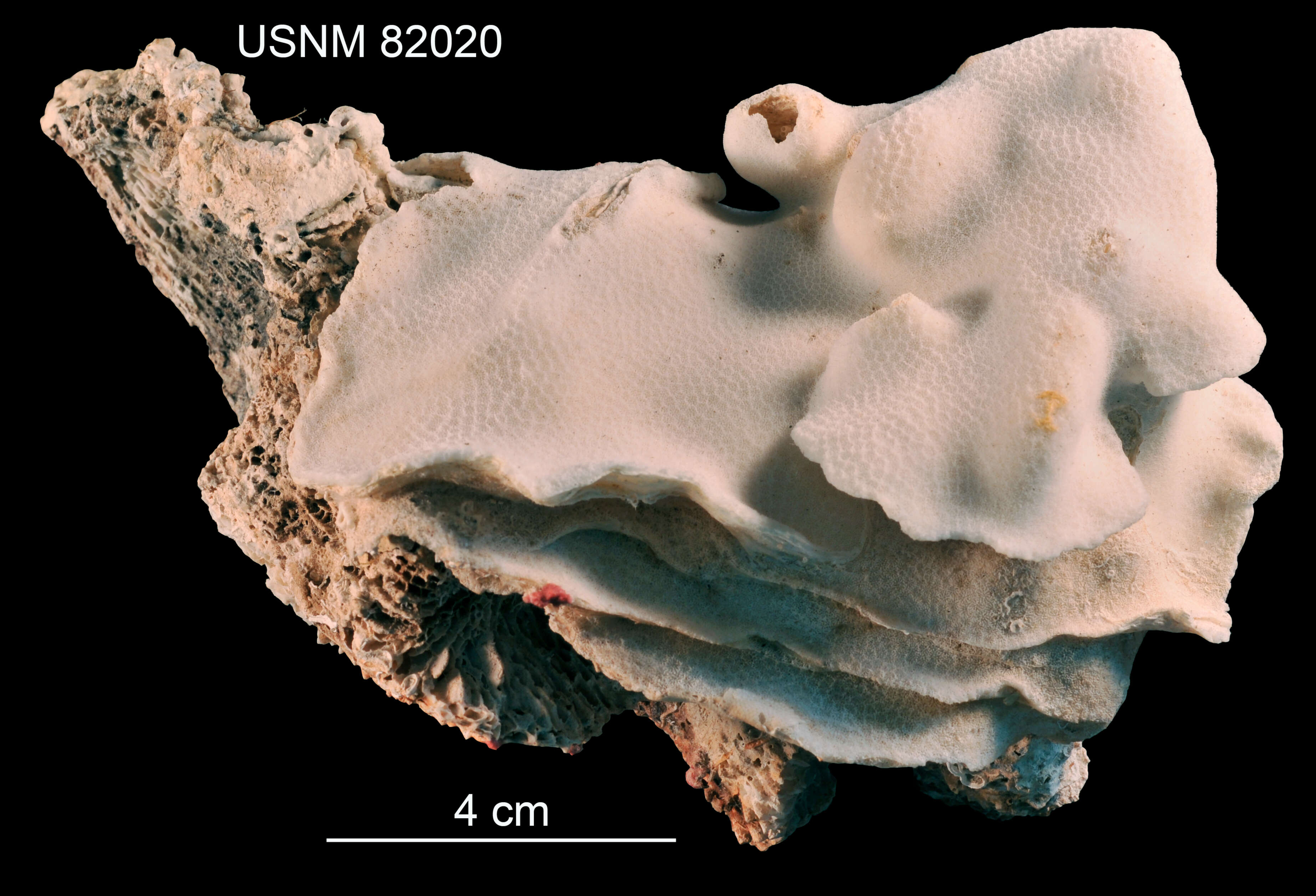 Слика од Porites colonensis Zlatarski 1990