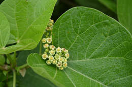 Image of Barbados nut