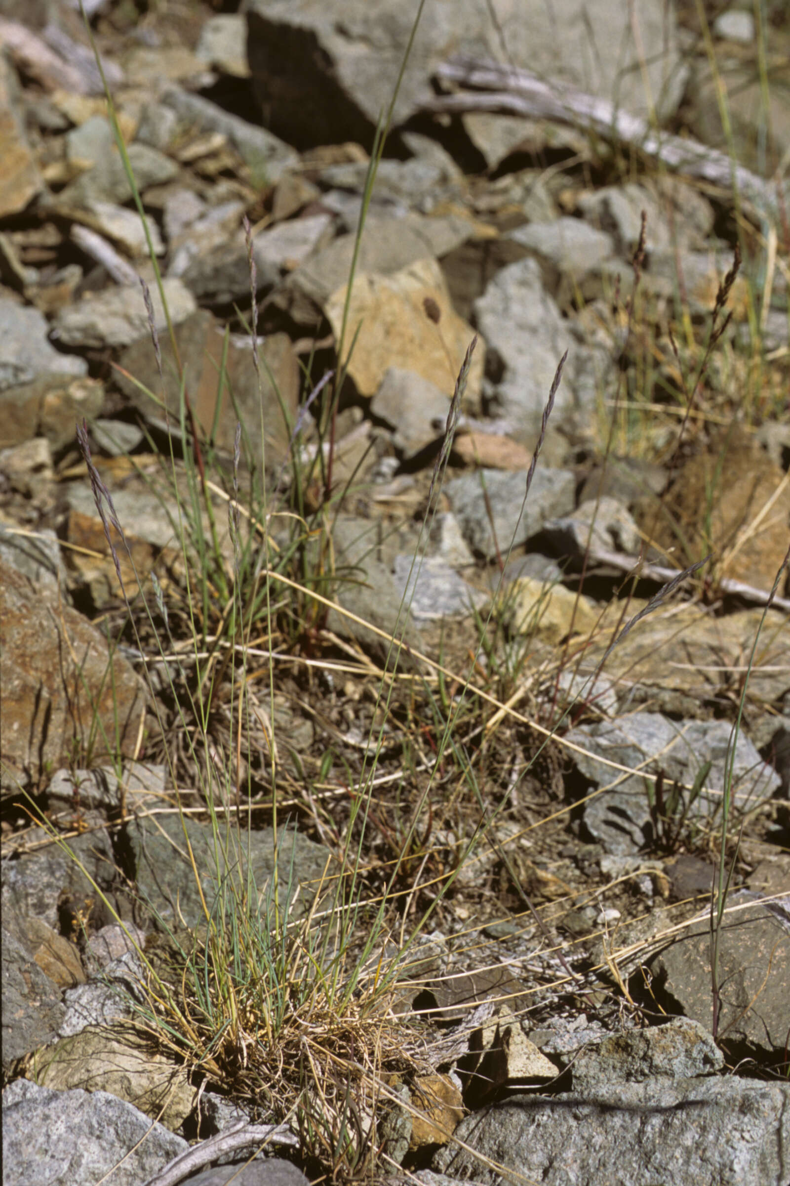 Image of Elymus L.