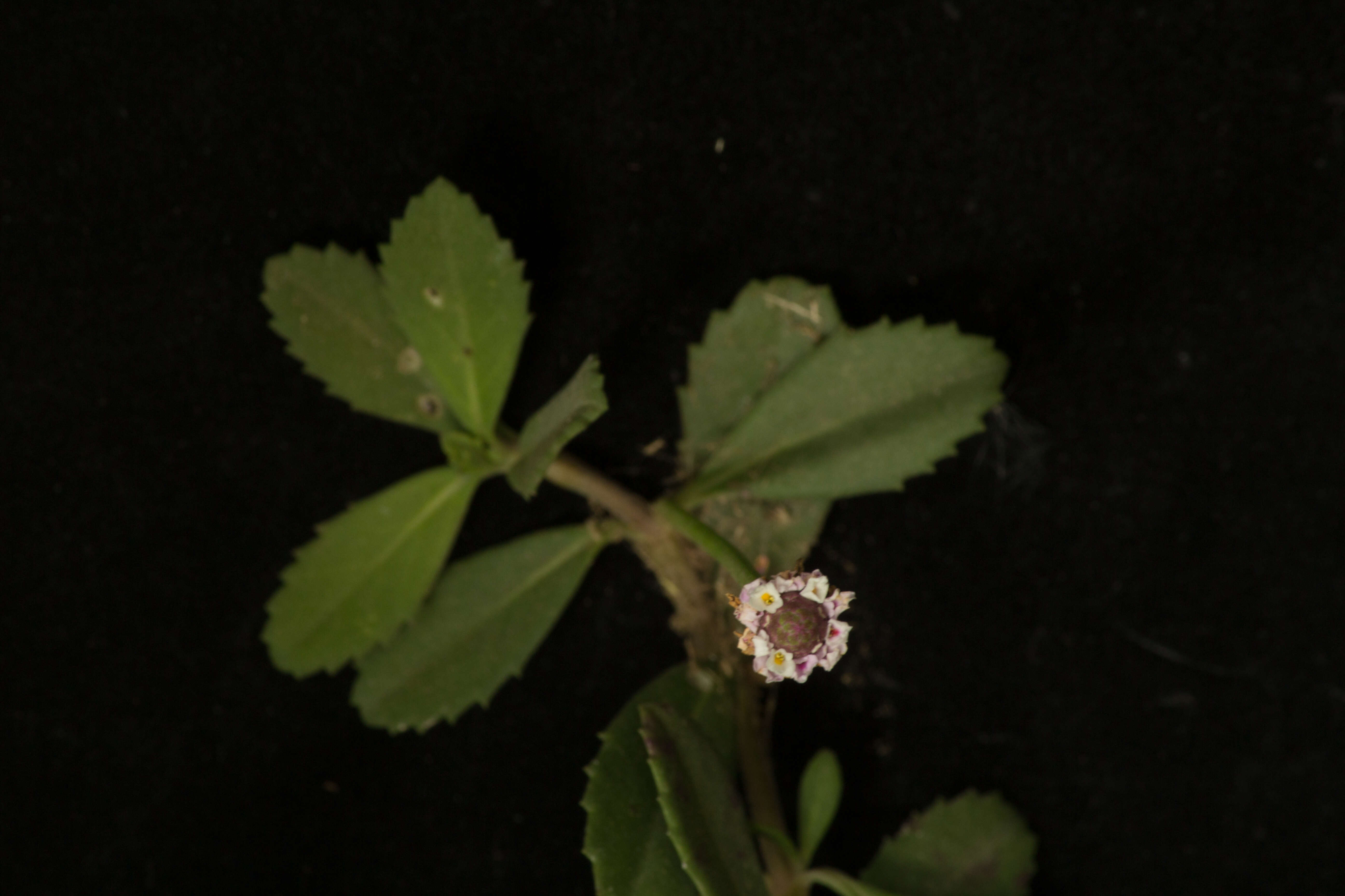Sivun Phyla nodiflora (L.) Greene kuva