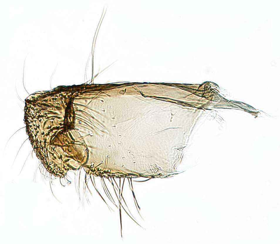 Image de Niditinea fuscella (Linnaeus 1758)